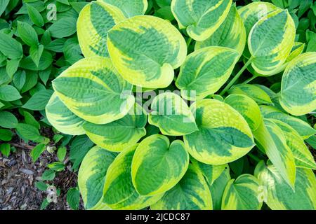 Kochelilie, Hosta, Blätter, Hosta Wide Brim, Hostas, Anlage Stockfoto