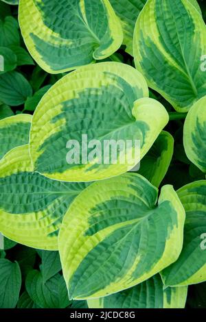 Maiglöckchen, Hosta Breiter Rand, Blätter, Dekorativ, Bunt, Blatt, Ornamental, Pflanze Stockfoto