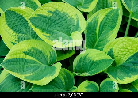 Wegerich Lilie, Hosta Breiter Rand, Blätter, Blatt, Ornamental, Pflanze, Hardy, Stauden Stockfoto