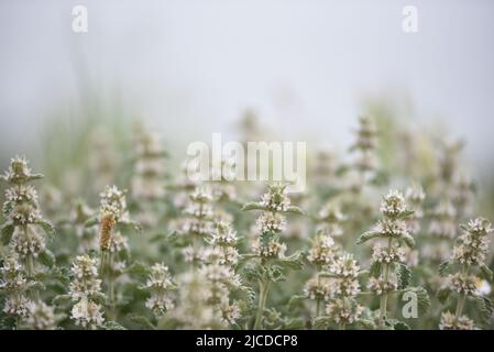 Im Frühjahr wird auf einem Feld ein gewöhnlicher Horehound (Marrubium Vulgare) gesehen. Laut AEMET, der spanischen meteorologischen Agentur, war es die vierttrockenste Quelle seit 1961 und die zweittrockenste des 21.. Jahrhunderts, nur nach 2005. Die Niederschlagsmenge lag im ganzen Land um 33 % unter dem Normalwert und die Durchschnittstemperatur lag bei 12.5ºC. Diese Temperatur war 0.4ºC höher als der Durchschnitt der letzten Jahrzehnte. Stockfoto