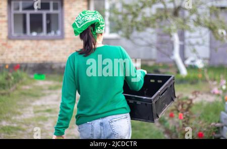 Eine Farmerin, die an einem sonnigen Frühlingstag im Freien im Hinterhof eines Hauses arbeitet, stapelt leere Plastikboxen in der Nähe von Gewächshäusern. Kaukasische Frau gärtnerisch Stockfoto