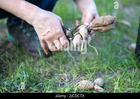 Der Gärtner sortiert Dahlia-Knollen aus. Wurzelpflege der Pflanzen. Dahlia Knollen auf dem Boden vor dem Pflanzen. Pflanzen einer gekeimten Dahlia Knolle mit Trieben in einem Stockfoto