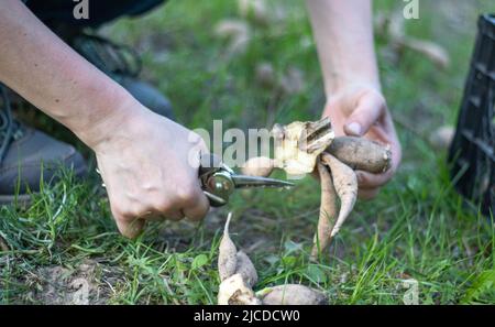 Der Gärtner sortiert Dahlia-Knollen aus. Wurzelpflege der Pflanzen. Dahlia Knollen auf dem Boden vor dem Pflanzen. Pflanzen einer gekeimten Dahlia Knolle mit Trieben in einem Stockfoto