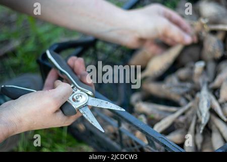 Der Gärtner sortiert Dahlia-Knollen aus. Wurzelpflege der Pflanzen. Dahlia Knollen auf dem Boden vor dem Pflanzen. Pflanzen einer gekeimten Dahlia Knolle mit Trieben in einem Stockfoto