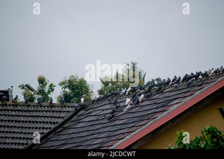 Schwarm von Tauben auf dem Dach im Regen.aus Indien. Stockfoto