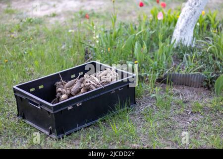 Große Dahlia-Knollen mit getrockneten Stielen werden in Kunststoffkisten gestapelt, die auf grünem Gras stehen. Vorbereitung auf das Frühjahrspflanzen. Blumenküken trocknen im aus Stockfoto