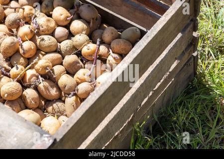 Kartoffeln zum Pflanzen mit gekeimtem Trieb in einer Holzkiste. Gekeimt alte Samenkartoffeln. Kartoffelknollensämlinge. Das Konzept der Landwirtschaft und Gardeni Stockfoto