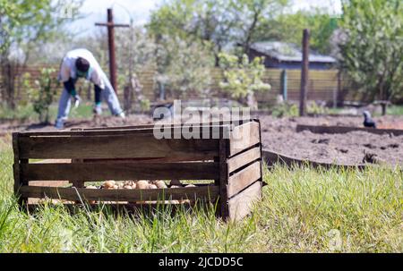 Kaukasische Bäuerin oder Gärtnerin mit Kartoffeln. Frühe Frühjahrsvorbereitung für die Gartensaison. Saatkartoffeln. Saisonarbeit. Landwirtschaft - Lebensmittel pro Stockfoto