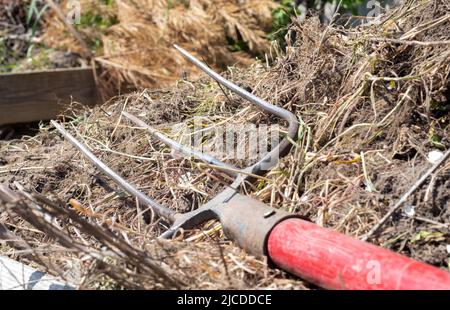 Gabel mit rotem Griff zum Kompostieren, Recycling von Rasen- und Gartenabfällen. Gabeln stecken im Kompost fest. Kompost im Hinterhof machen und mischen. Bio-Ferti Stockfoto