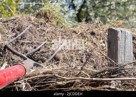 Gabel mit rotem Griff zum Kompostieren, Recycling von Rasen- und Gartenabfällen. Gabeln stecken im Kompost fest. Kompost im Hinterhof machen und mischen. Bio-Ferti Stockfoto