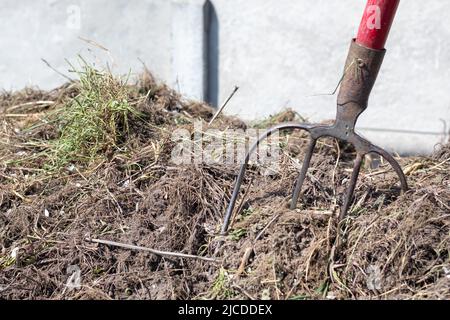 Gabel mit rotem Griff zum Kompostieren, Recycling von Rasen- und Gartenabfällen. Gabeln stecken im Kompost fest. Kompost im Hinterhof machen und mischen. Bio-Ferti Stockfoto