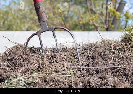 Gabel mit rotem Griff zum Kompostieren, Recycling von Rasen- und Gartenabfällen. Gabeln stecken im Kompost fest. Kompost im Hinterhof machen und mischen. Bio-Ferti Stockfoto