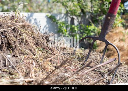 Gabel mit rotem Griff zum Kompostieren, Recycling von Rasen- und Gartenabfällen. Gabeln stecken im Kompost fest. Kompost im Hinterhof machen und mischen. Bio-Ferti Stockfoto