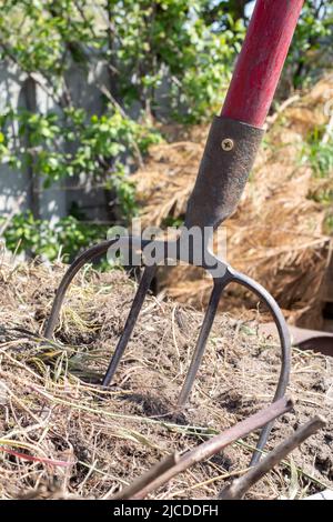 Gabel mit rotem Griff zum Kompostieren, Recycling von Rasen- und Gartenabfällen. Gabeln stecken im Kompost fest. Kompost im Hinterhof machen und mischen. Bio-Ferti Stockfoto