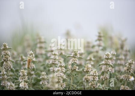 Im Frühjahr wird auf einem Feld ein gewöhnlicher Horehound (Marrubium Vulgare) gesehen. Laut AEMET, der spanischen meteorologischen Agentur, war es die vierttrockenste Quelle seit 1961 und die zweittrockenste des 21.. Jahrhunderts, nur nach 2005. Die Niederschlagsmenge lag im ganzen Land um 33 % unter dem Normalwert und die Durchschnittstemperatur lag bei 12.5ºC. Diese Temperatur war 0.4ºC höher als der Durchschnitt der letzten Jahrzehnte. (Foto von Jorge Sanz/SOPA images/Sipa USA) Quelle: SIPA USA/Alamy Live News Stockfoto