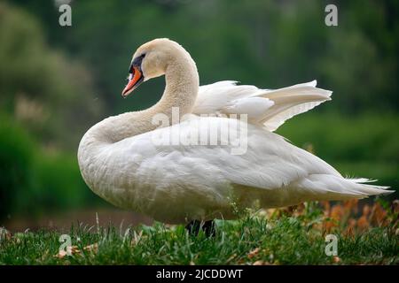 Ein Schwan sitzt am Ufer eines Teiches und frisst Gras. Stockfoto