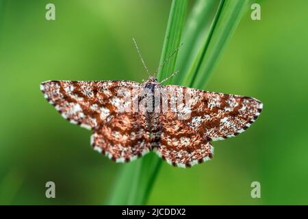 Der Schmetterling sitzt auf einer Blume und saugt Nektar. Stockfoto