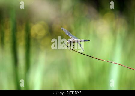 Dragonfly halten auf trockenen Zweigen und Kopieren. Dragonfly in der Natur. Dragonfly in der Natur Lebensraum. Schöne Natur Szene mit Libelle im Freien Stockfoto