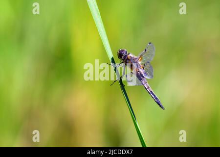 Dragonfly halten auf trockenen Zweigen und Kopieren. Dragonfly in der Natur. Dragonfly in der Natur Lebensraum. Schöne Natur Szene mit Libelle im Freien Stockfoto