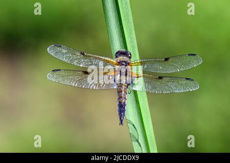 Dragonfly halten auf trockenen Zweigen und Kopieren. Dragonfly in der Natur. Dragonfly in der Natur Lebensraum. Schöne Natur Szene mit Libelle im Freien Stockfoto