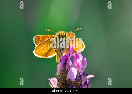 Der Schmetterling sitzt auf einer Blume und saugt Nektar. Stockfoto