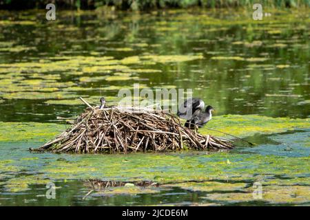 Junge Moorhühner auf einem Nest mitten in einem See Stockfoto