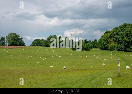 Schafe und Lämmer auf den Feldern entlang des Cotswold Way Fußweges in England Stockfoto