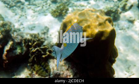 Unterwasserfoto des goldenen Rabbitfish Siganus guttatus Schule in Korallenriff Stockfoto