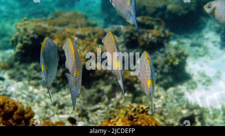 Unterwasser-Video von Goldrabbitfish oder Siganus guttatus Schule im Korallenriff von Thailand. Schnorchel- oder Tauchaktivitäten. Unterwasserriff. Meer und Stockfoto