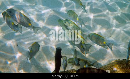 Unterwasser-Video von Goldrabbitfish oder Siganus guttatus Schule im Korallenriff von Thailand. Schnorchel- oder Tauchaktivitäten. Unterwasserriff. Meer und Stockfoto