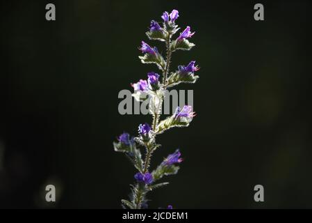 26. Mai 2022, AlmazÃn, Spanien: Im Frühjahr wird ein Blaukraut (Echium vulgare) gesehen. Laut AEMET, der spanischen meteorologischen Agentur, war es die vierttrockenste Quelle seit 1961 und die zweittrockenste des 21.. Jahrhunderts, nur nach 2005. Die Niederschlagsmenge lag im ganzen Land um 33 % unter dem Normalwert und die Durchschnittstemperatur lag bei 12.5ÂºC. Diese Temperatur war 0.4ÂºC höher als der Durchschnitt der letzten Jahrzehnte. (Bild: © Jorge Sanz/SOPA Images via ZUMA Press Wire) Stockfoto