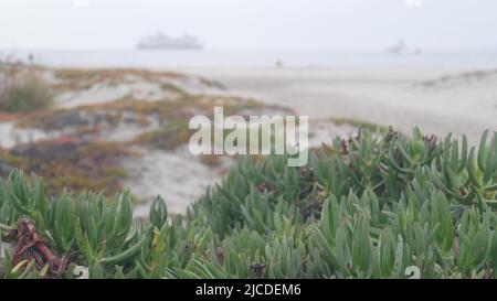 Sanddünen des nebligen Coronado-Strandes, Meereswellen im Nebel, kalifornische Küste, USA. Bewölktes, bewölktes Wetter in San Diego. Sukulente Pflanze an ruhiger, ruhiger Küste in Brume, Gras in Dunst, Heiterkeit ästhetisch Stockfoto