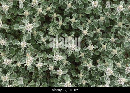 22. Mai 2022, AlmazÃn, Spanien: Im Frühjahr wird auf einem Feld ein gewöhnlicher Horehound (Marrubium Vulgare) gesehen. Laut AEMET, der spanischen meteorologischen Agentur, war es die vierttrockenste Quelle seit 1961 und die zweittrockenste des 21.. Jahrhunderts, nur nach 2005. Die Niederschlagsmenge lag im ganzen Land um 33 % unter dem Normalwert und die Durchschnittstemperatur lag bei 12.5ÂºC. Diese Temperatur war 0.4ÂºC höher als der Durchschnitt der letzten Jahrzehnte. (Bild: © Jorge Sanz/SOPA Images via ZUMA Press Wire) Stockfoto