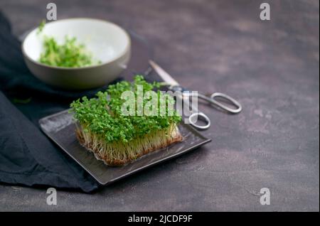 Frische Microgreens auf schwarzem Hintergrund. Der Anbau von Sprossen für einen gesunden Salat. Eat Right, Stay Young und modernes Restaurantkonzept Stockfoto