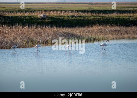 Flamingo Vögel im See karla, Griechenland Stockfoto