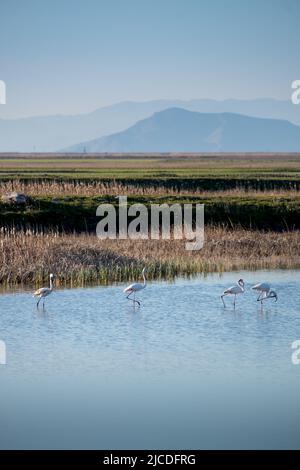 Flamingo Vögel im See karla, Griechenland Stockfoto