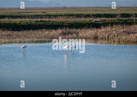 Flamingo Vögel im See karla, Griechenland Stockfoto