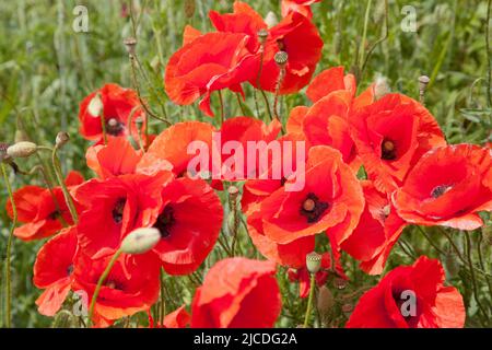 Mohnblumen wachsen auf einem Feld, in Polen. - Mak polny w Polar, w Polska Stockfoto