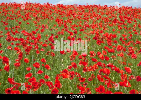 Mohnblumen wachsen auf einem Feld, in Polen. - Mak polny w Polar, w Polska Stockfoto