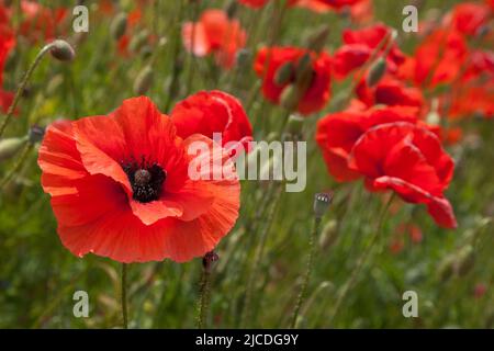 Mohnblumen wachsen auf einem Feld, in Polen. - Mak polny w Polar, w Polska Stockfoto