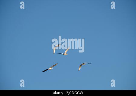 Gruppe dalmatinischer Pelikane, die in den Himmel fliegen Stockfoto