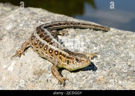 Sandeidechse weiblich Lacerta agilis, Basking on Stone, weiblich, Echse, Tier, Lacerta, Musterhaut Stockfoto