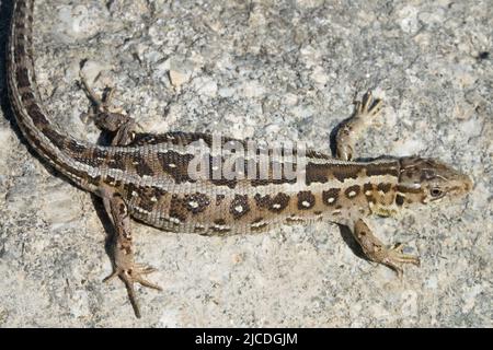 Sandeidechse, Lacerta agilis, Weiblich, Eidechse, Basking on Stone, Lacerta, Haut, Muster Stockfoto