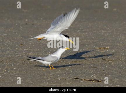 Ein Paar von Least Seeschwalben (Sternula antillarum) am Meeresstrand, Galveston, Texas, USA. Stockfoto