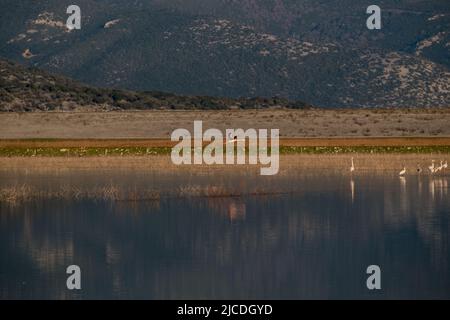 Flamingo fliegt über den Karla-See Stockfoto