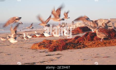 Möwenvögel am Meereswasser am Strand, Meereswellen bei Sonnenuntergang in Kalifornien, USA. Schar oder Kolonie von Vögeln auf dem Küstensand der pazifikküste, viele Möwen fliegen, Seetang bei Sonnenuntergang, Mission Beach. Stockfoto