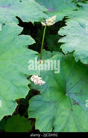 Astilboides tabularis, Shieldleaf Rogers Flower, groß, Blätter, in, Garten, Laub, Blumen Stockfoto