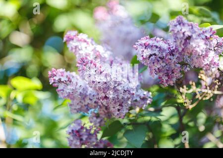 Schöne lila Flieder, im Sommergarten bei Tageslicht. Stockfoto