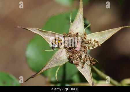 Orangefarbener, roter Harlekin-Marienkäfer (Harmonia axyridis f. succinea), auf einer alten Hagebutte. Familie Coccinelli. Holländischer Garten, Juni. Stockfoto