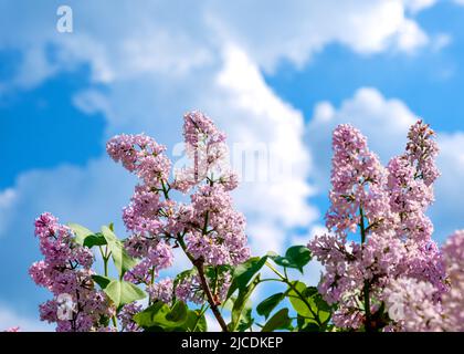 Niederlassungen der blühenden Flieder über blauen Himmel. Frühling Natur Hintergrund Stockfoto